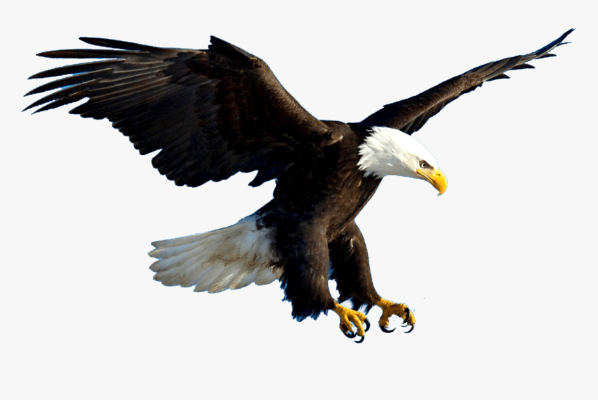 Detail Dowload Eagle Nomer 3
