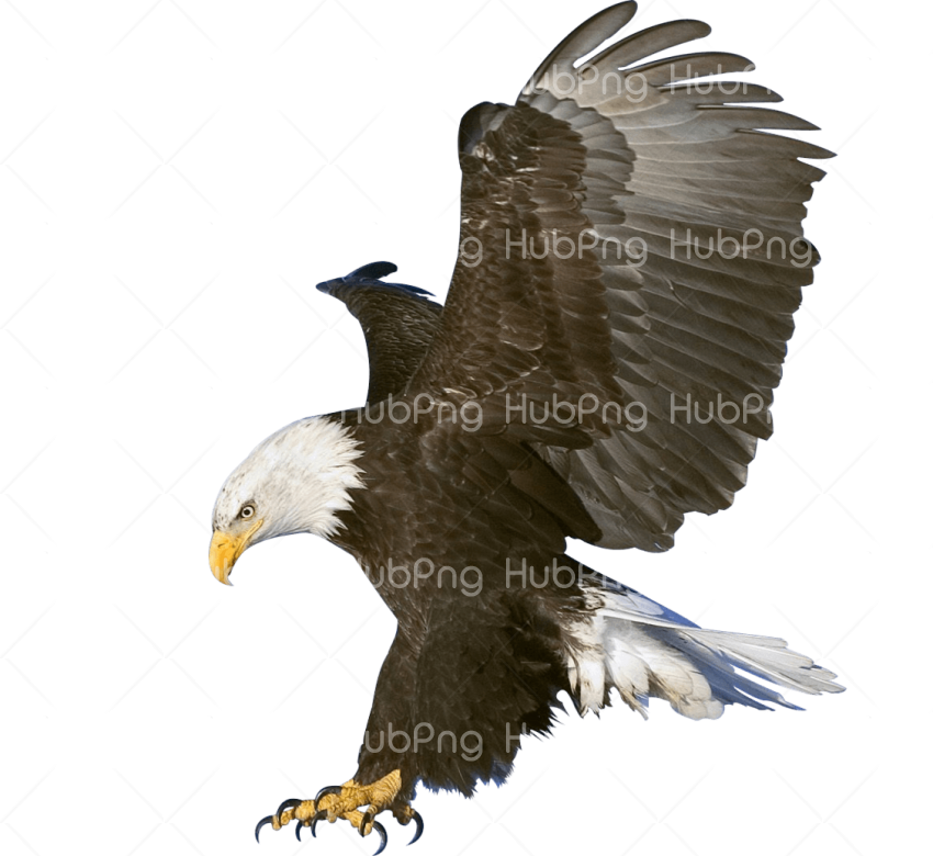 Detail Dowload Eagle Nomer 26