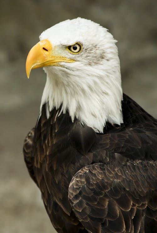 Detail Dowload Eagle Nomer 4