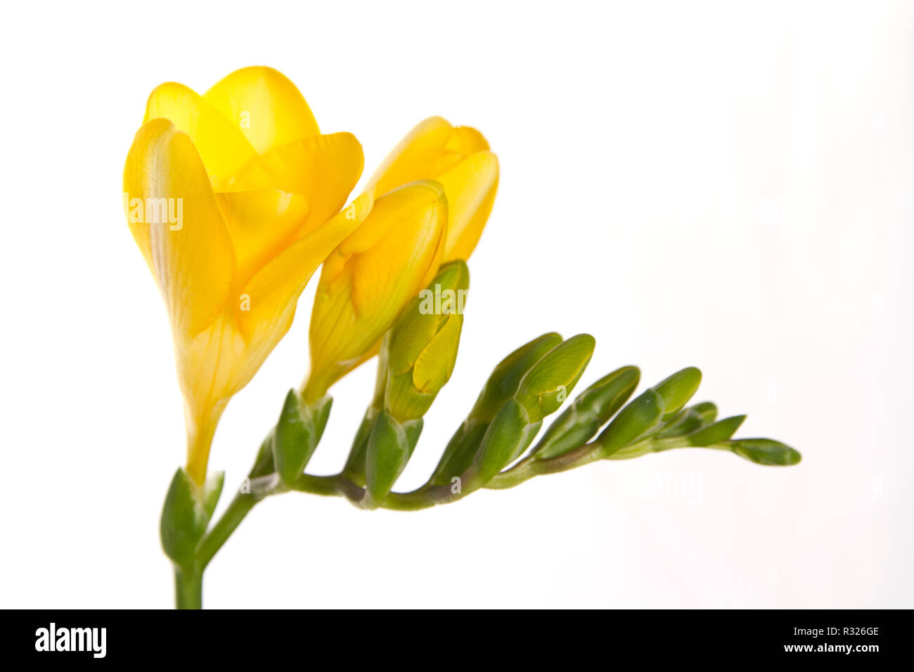 Detail Freesien Bilder Nomer 12
