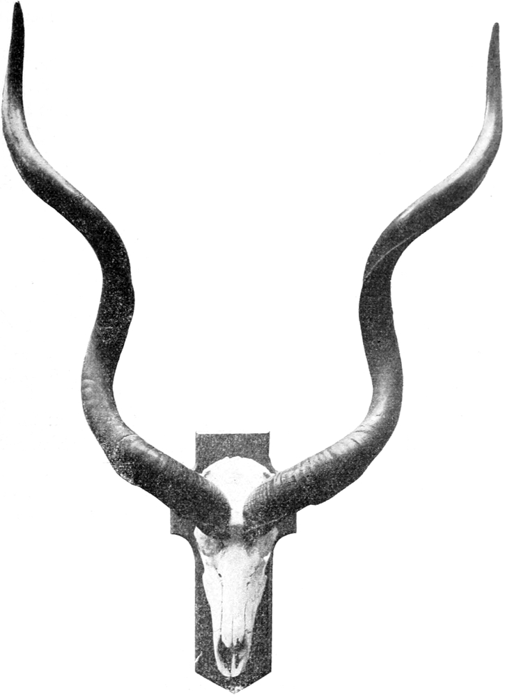 Detail Gebackene Fledermaus Nomer 20