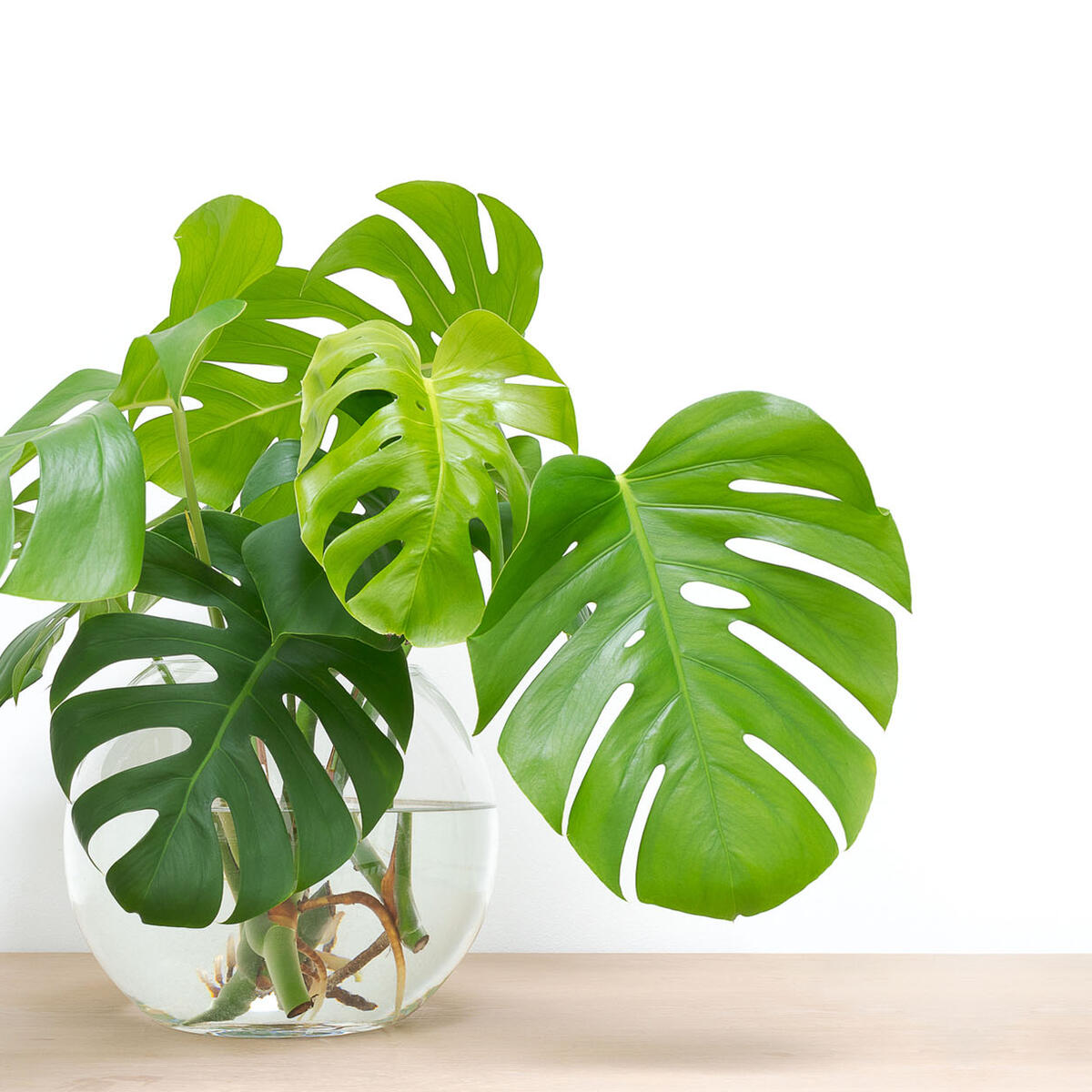 Monstera Wird Braun - KibrisPDR