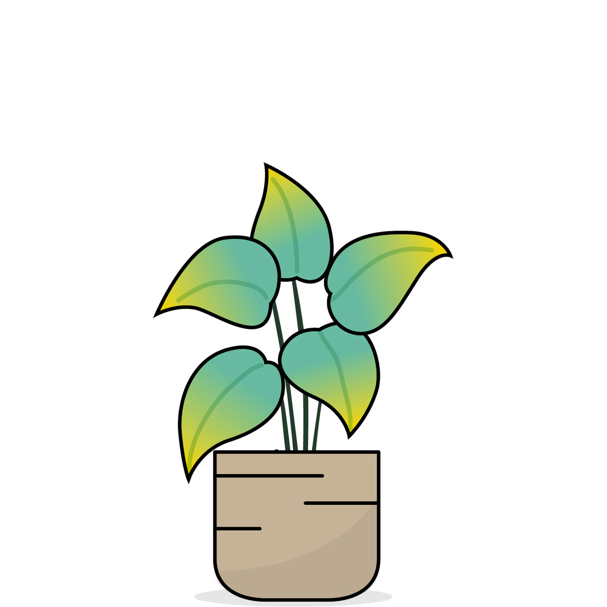Detail Monstera Wird Braun Nomer 14