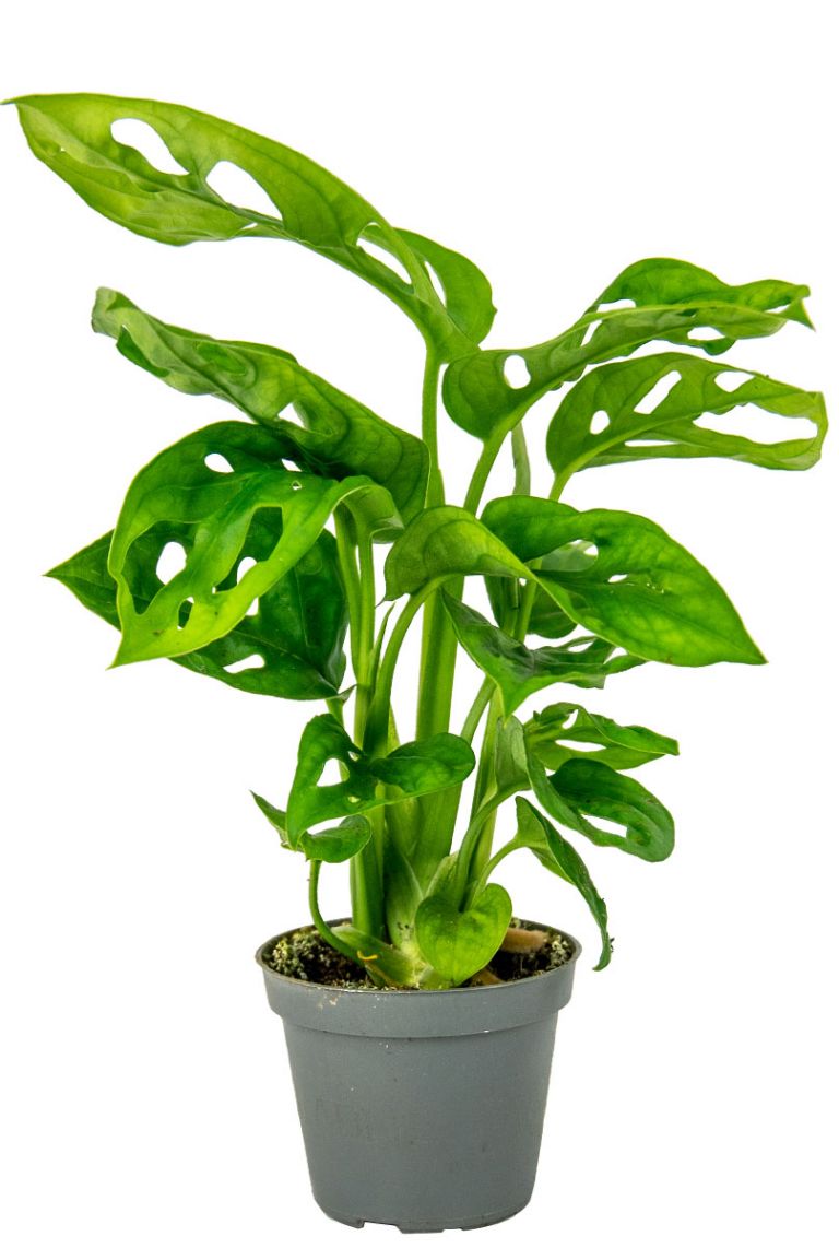 Detail Monstera Wird Braun Nomer 15