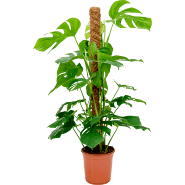 Detail Monstera Wird Braun Nomer 16