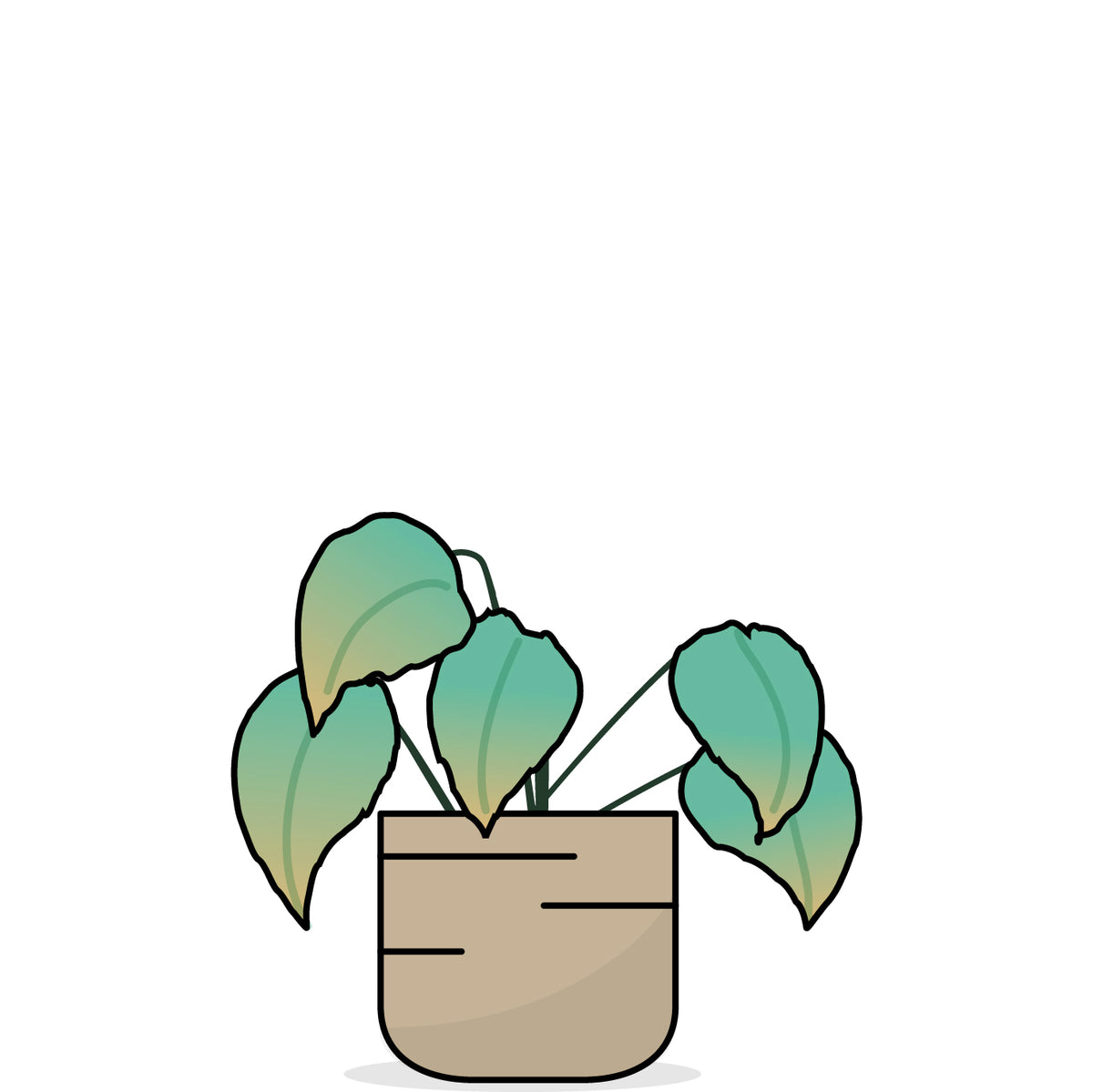Detail Monstera Wird Braun Nomer 17