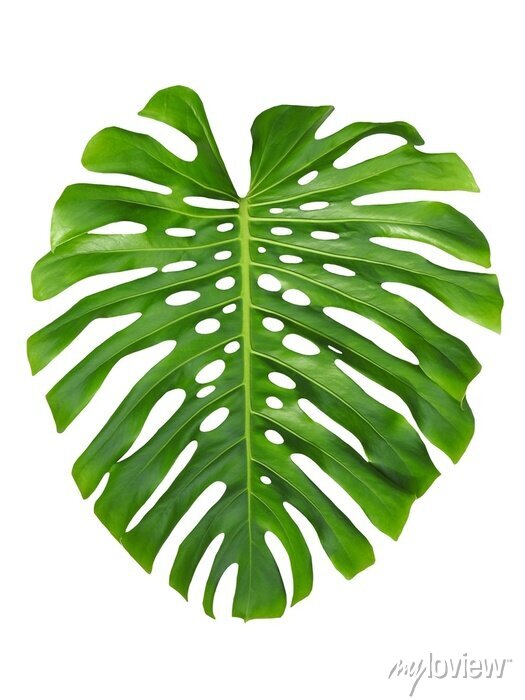 Detail Monstera Wird Braun Nomer 20