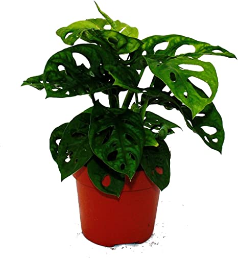 Detail Monstera Wird Braun Nomer 21