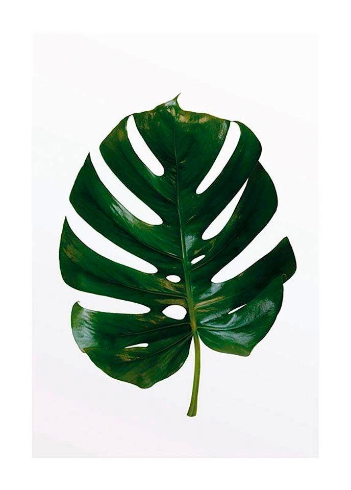 Detail Monstera Wird Braun Nomer 22