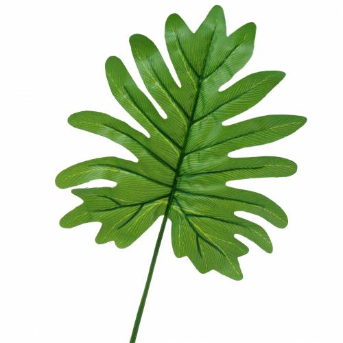 Detail Monstera Wird Braun Nomer 23