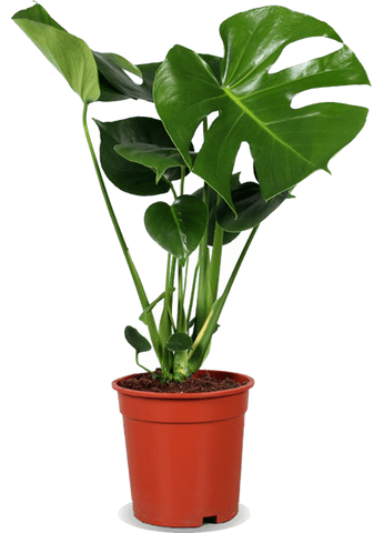Detail Monstera Wird Braun Nomer 24