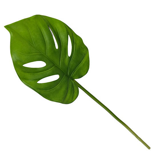 Detail Monstera Wird Braun Nomer 25