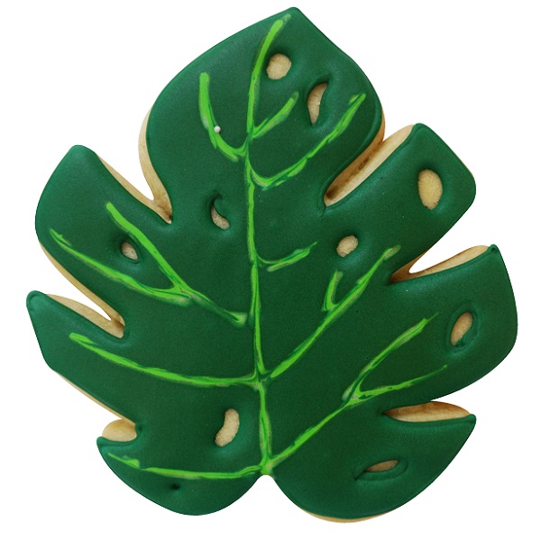Detail Monstera Wird Braun Nomer 3