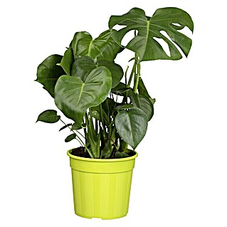 Detail Monstera Wird Braun Nomer 26