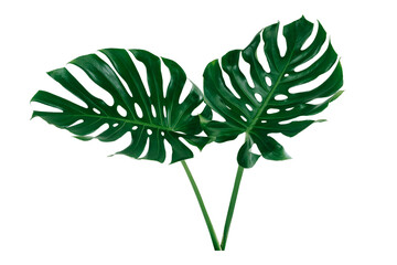Detail Monstera Wird Braun Nomer 4