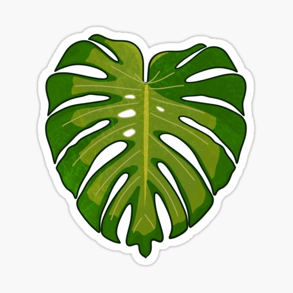 Detail Monstera Wird Braun Nomer 5