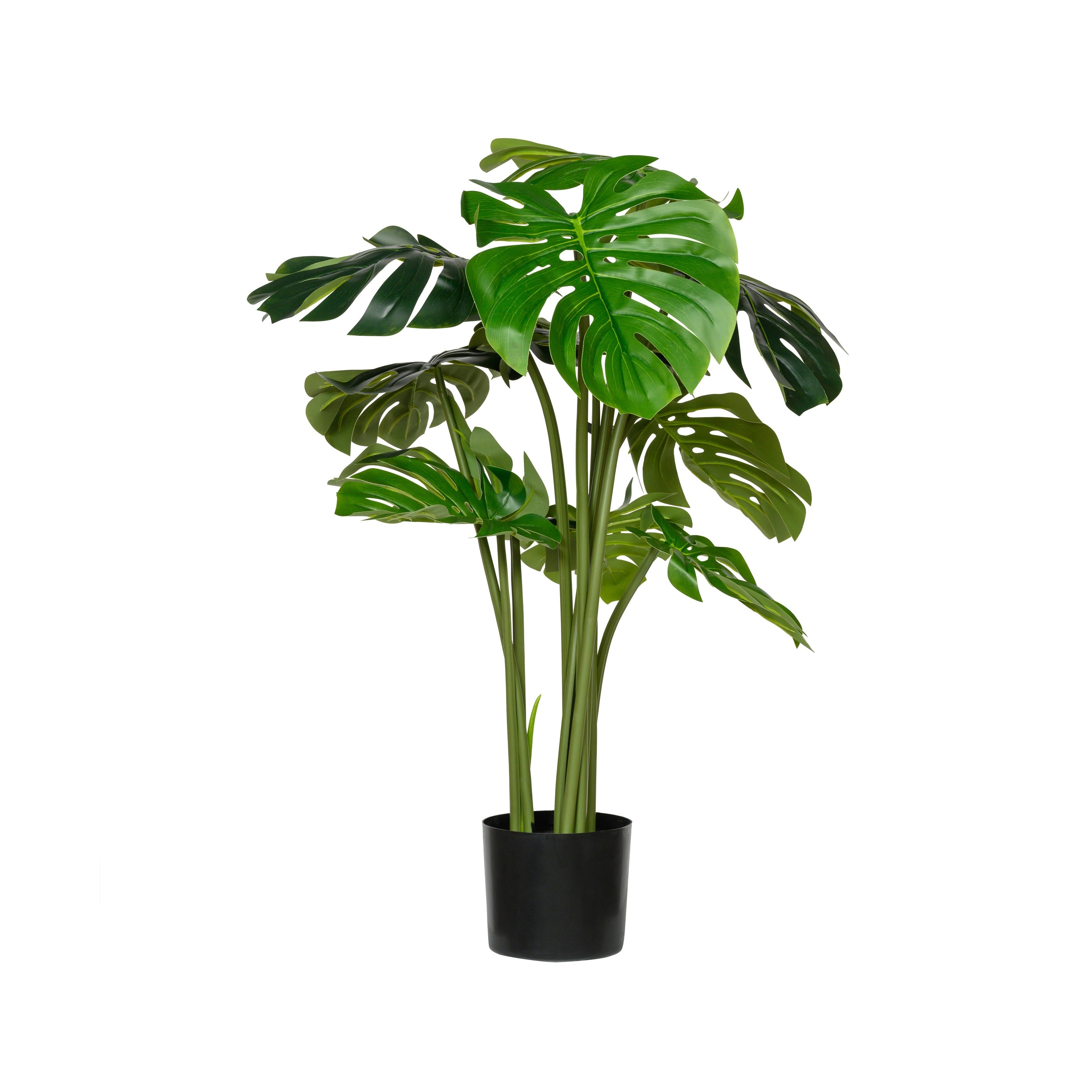 Detail Monstera Wird Braun Nomer 6