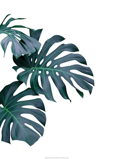 Detail Monstera Wird Braun Nomer 7