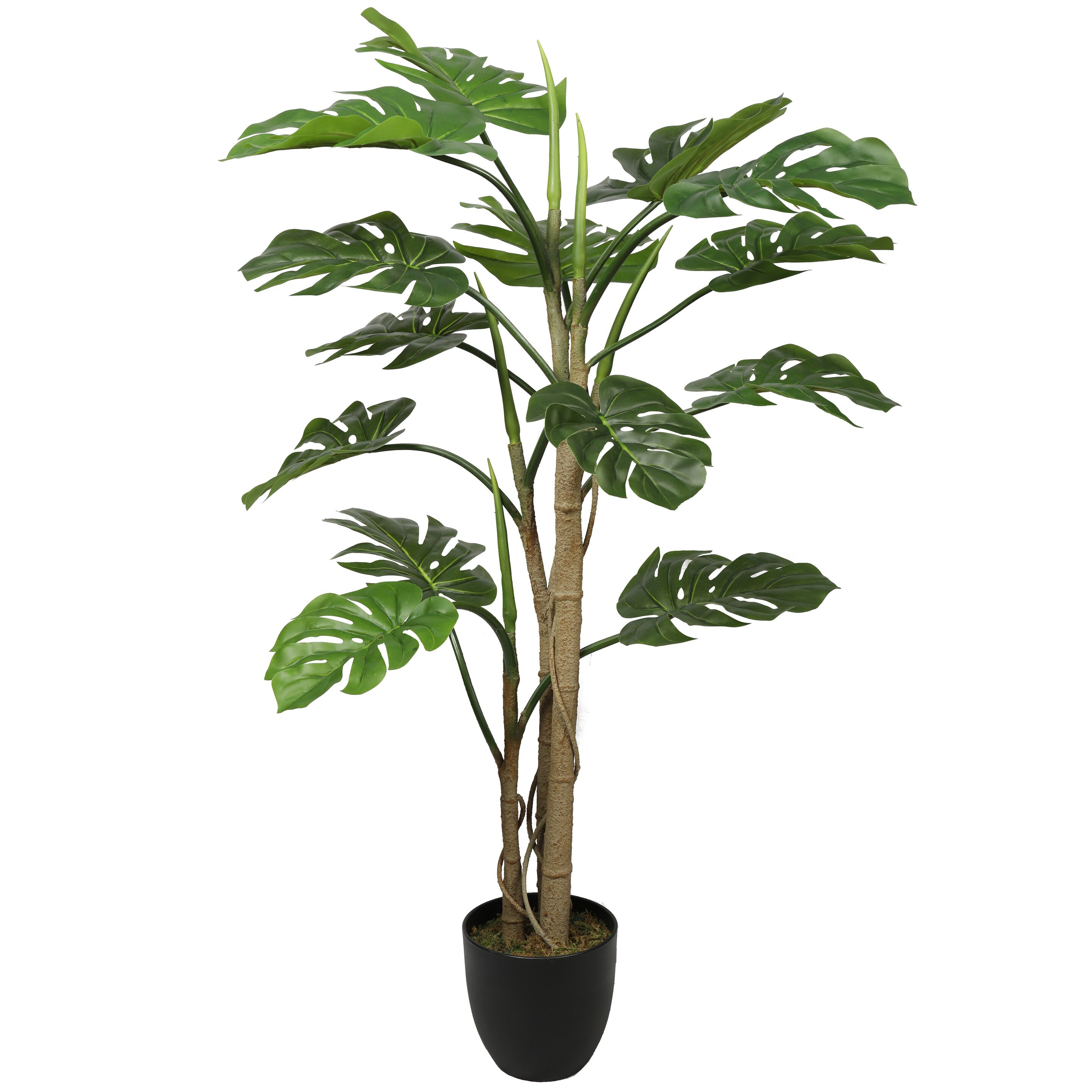 Detail Monstera Wird Braun Nomer 8