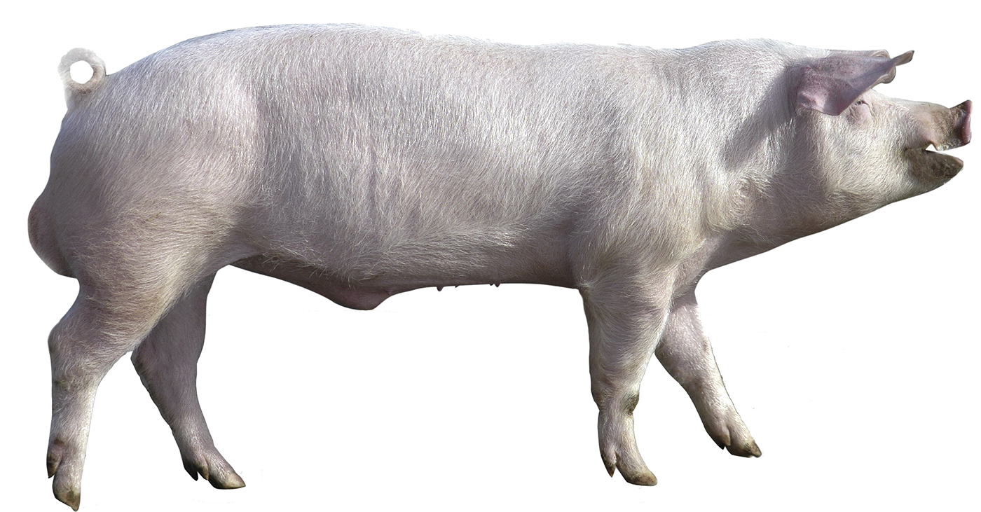 Detail Schwein Bilder Nomer 2