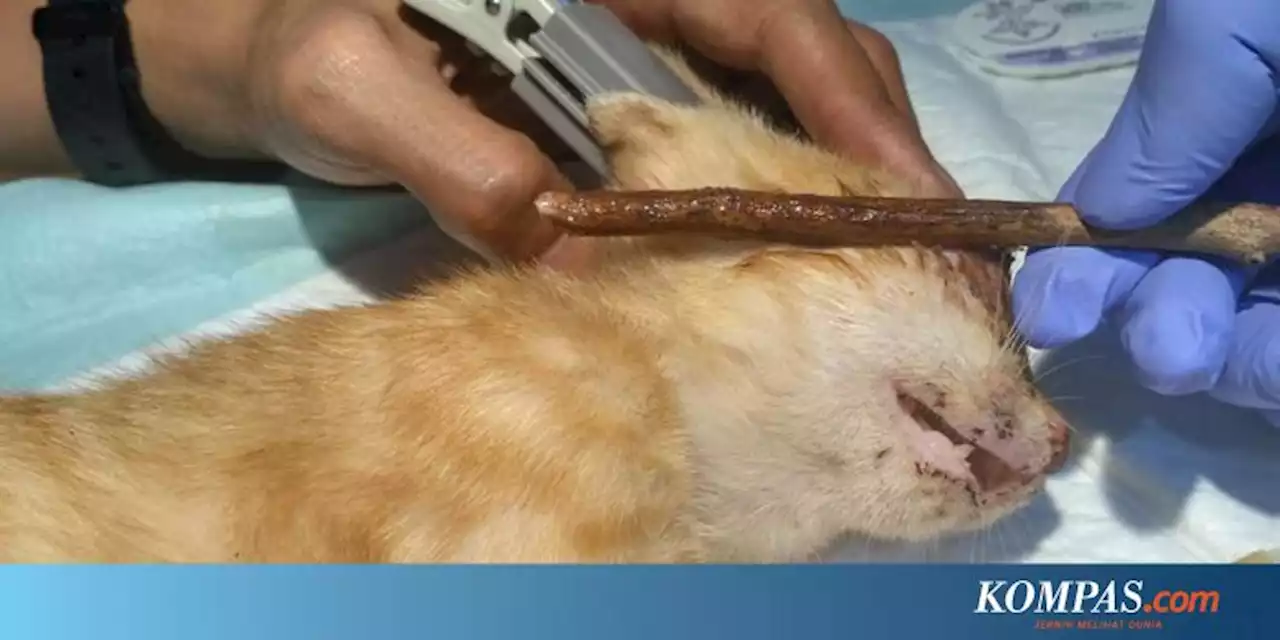 Detail Rumah Sakit Kucing Nomer 21