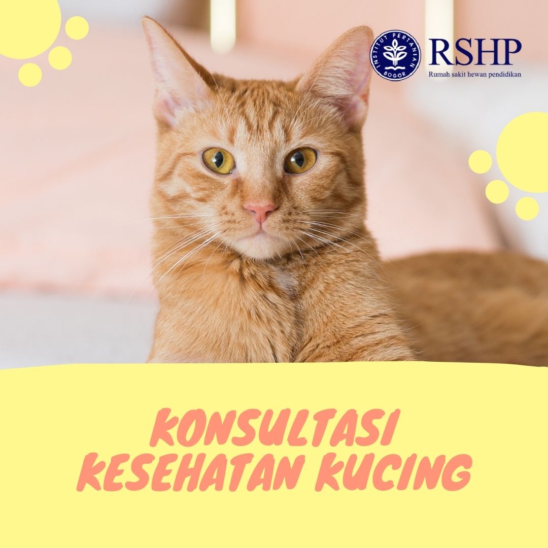 Detail Rumah Sakit Kucing Nomer 35