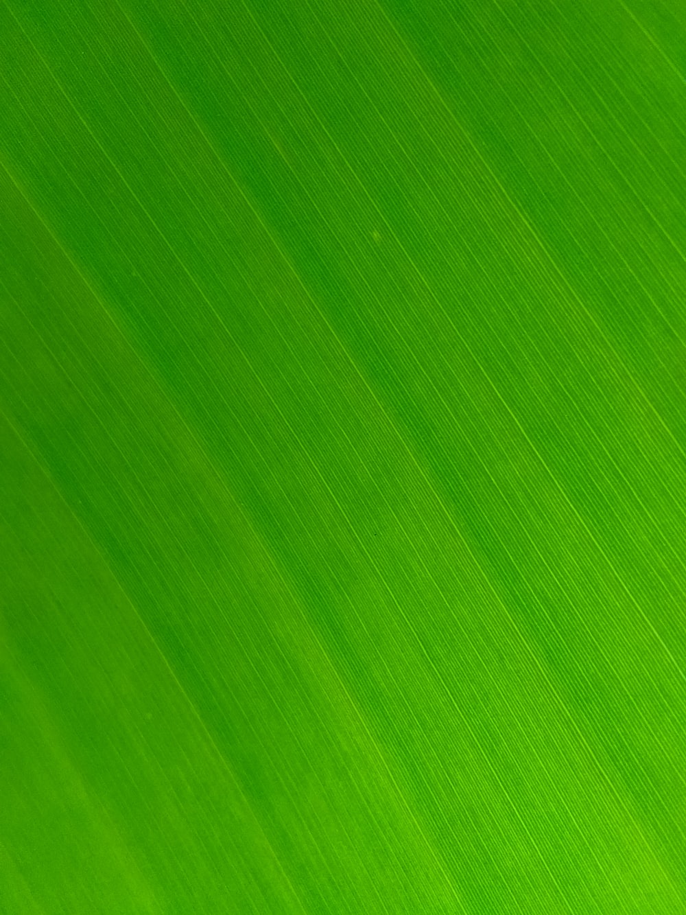 Detail Wallpaper Green And White Nomer 29