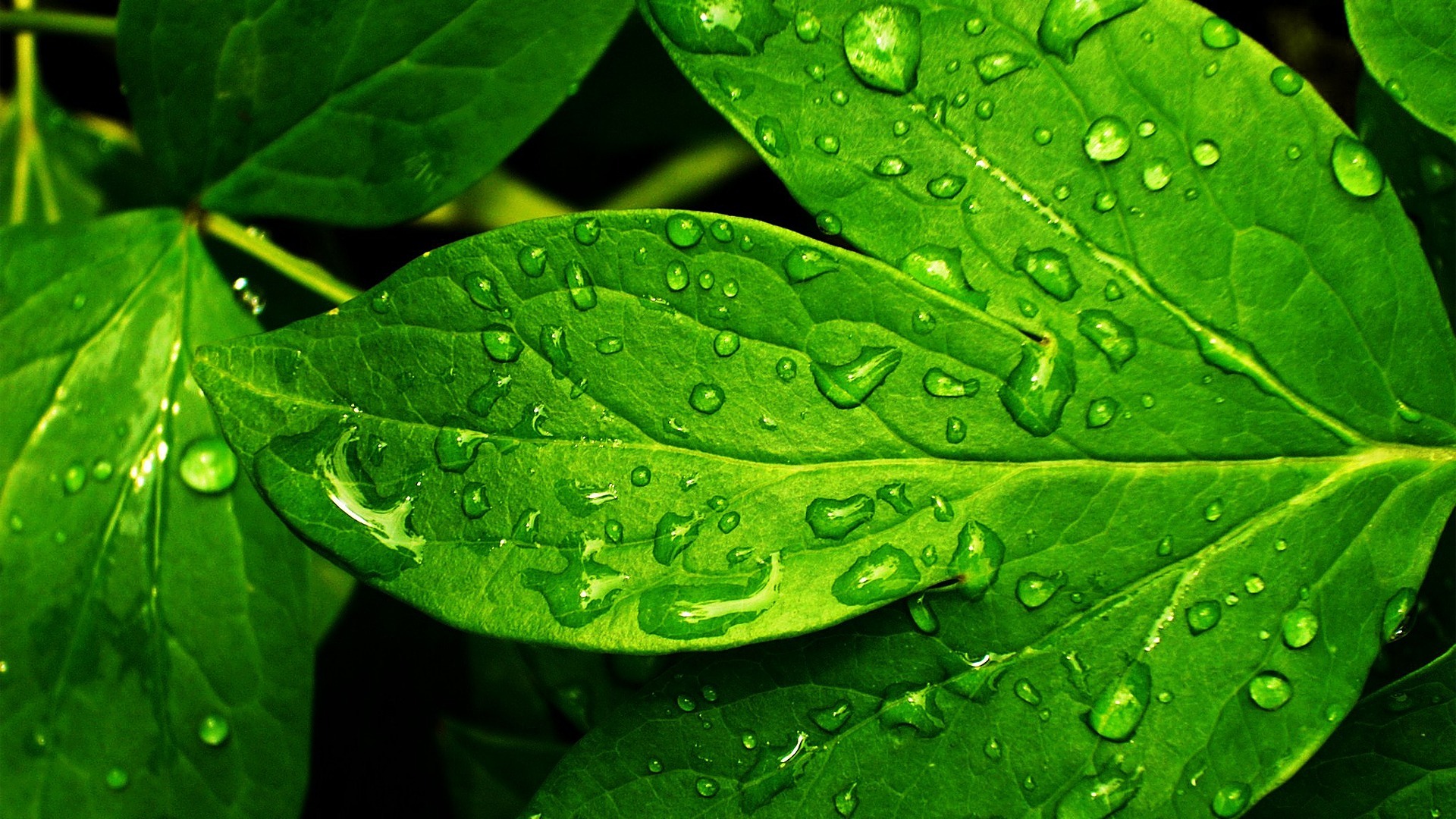 Detail Wallpaper Green Fresh Nomer 3