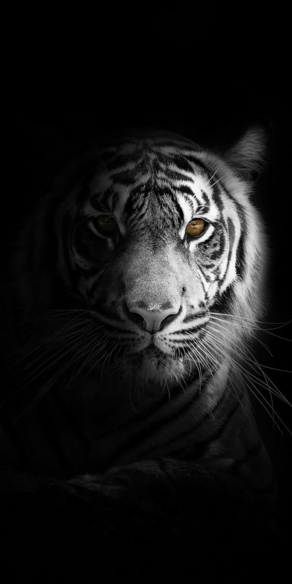 Detail Wallpaper Harimau Putih 3d Nomer 13