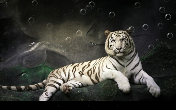 Detail Wallpaper Harimau Putih 3d Nomer 39