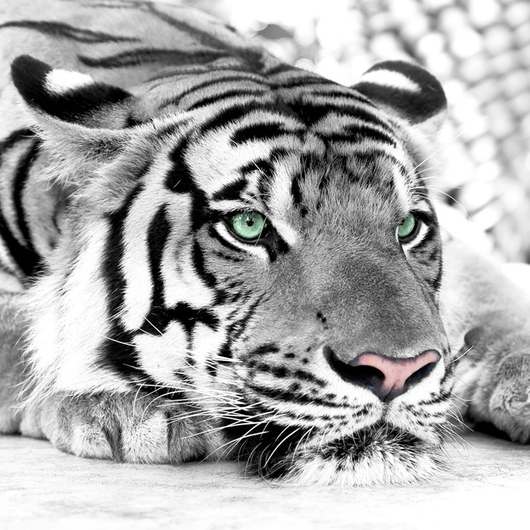 Download Wallpaper Harimau Putih 3d Nomer 43