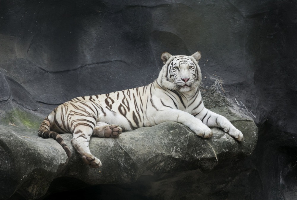 Detail Wallpaper Harimau Putih 3d Nomer 55