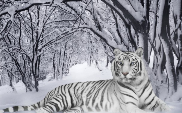 Detail Wallpaper Harimau Putih 3d Nomer 56