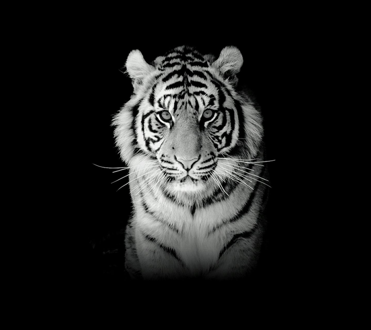 Detail Wallpaper Harimau Putih 3d Nomer 10