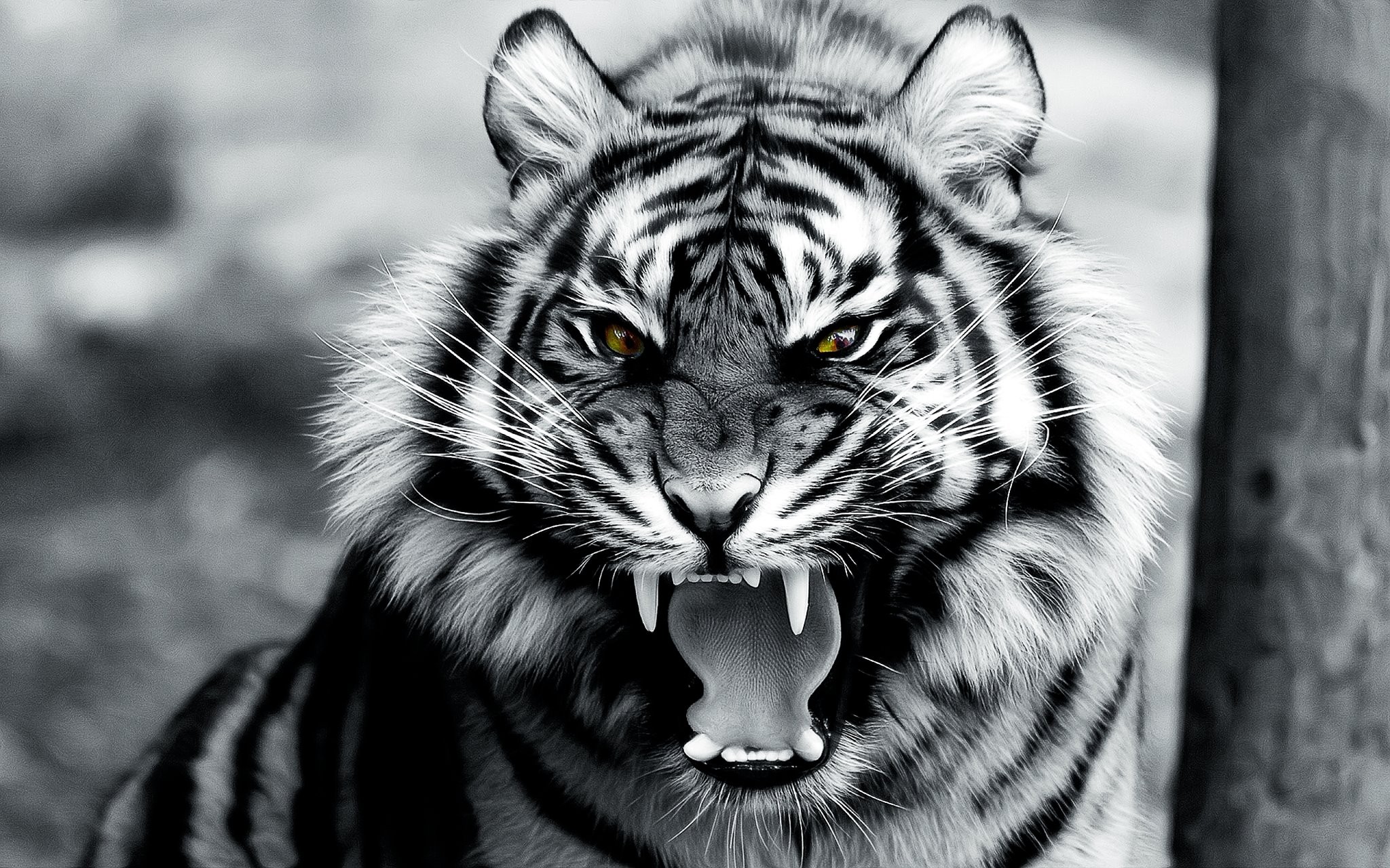 Detail Wallpaper Harimau Putih Hd Nomer 20