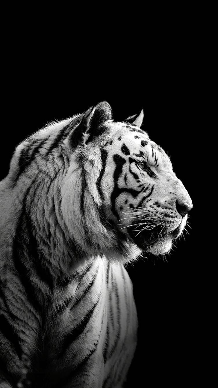 Detail Wallpaper Harimau Putih Hd Nomer 7