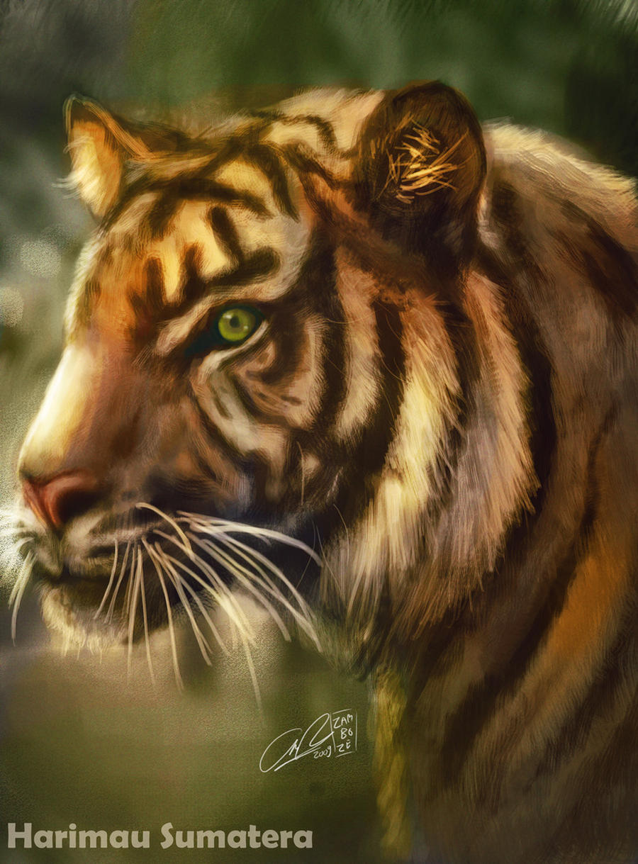 Detail Wallpaper Harimau Sumatera Nomer 18