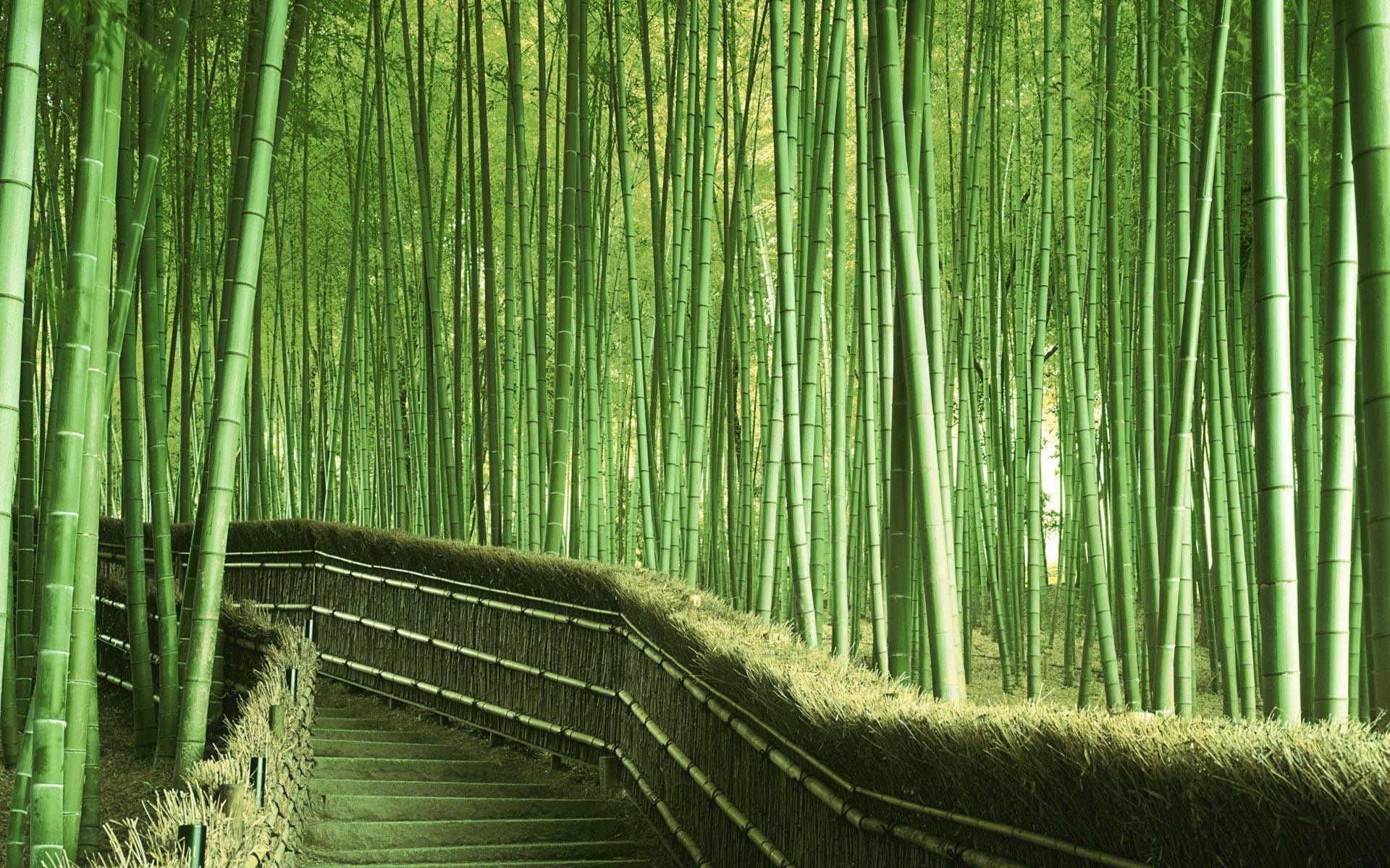 Detail Wallpaper Hd Bambu Nomer 11