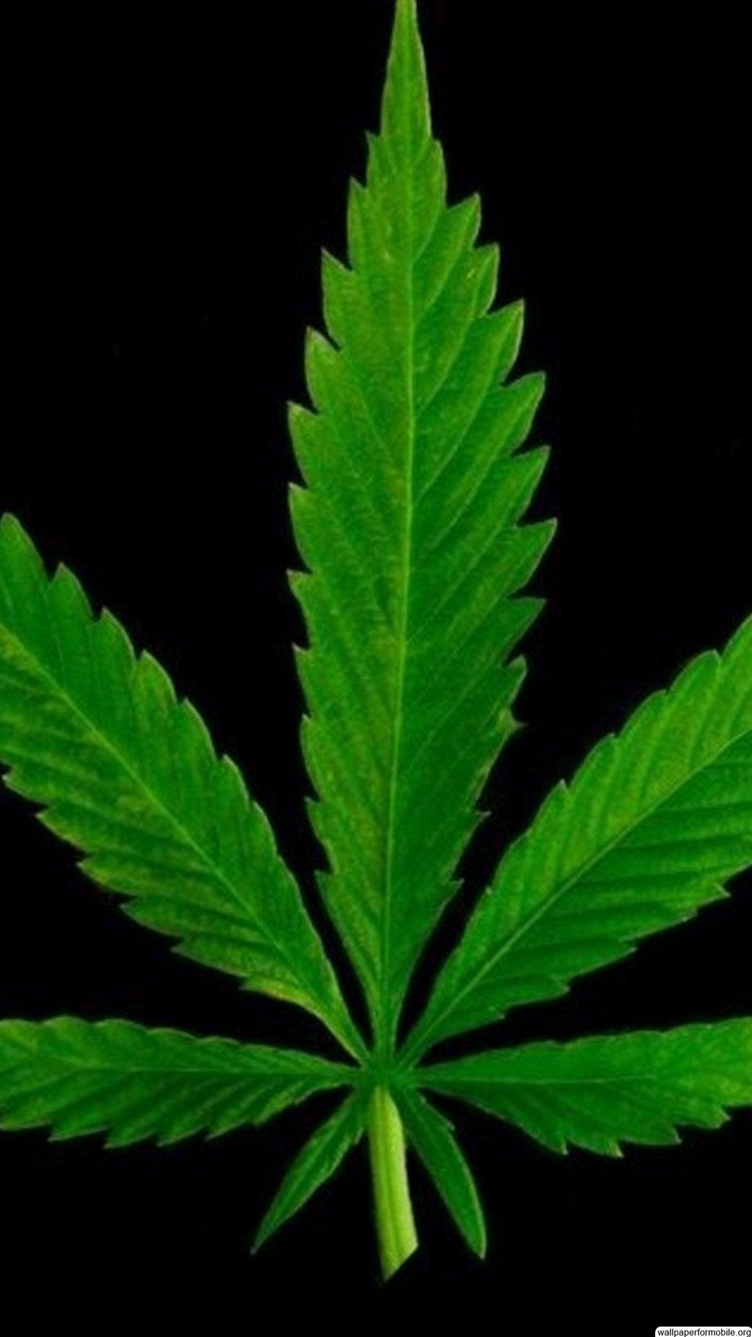 Detail Wallpaper Hd Daun Ganja Nomer 16