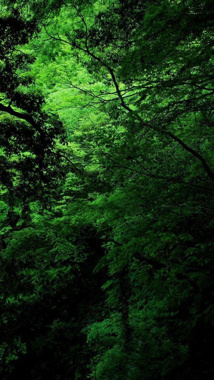 Detail Wallpaper Hd Green Nature Nomer 32