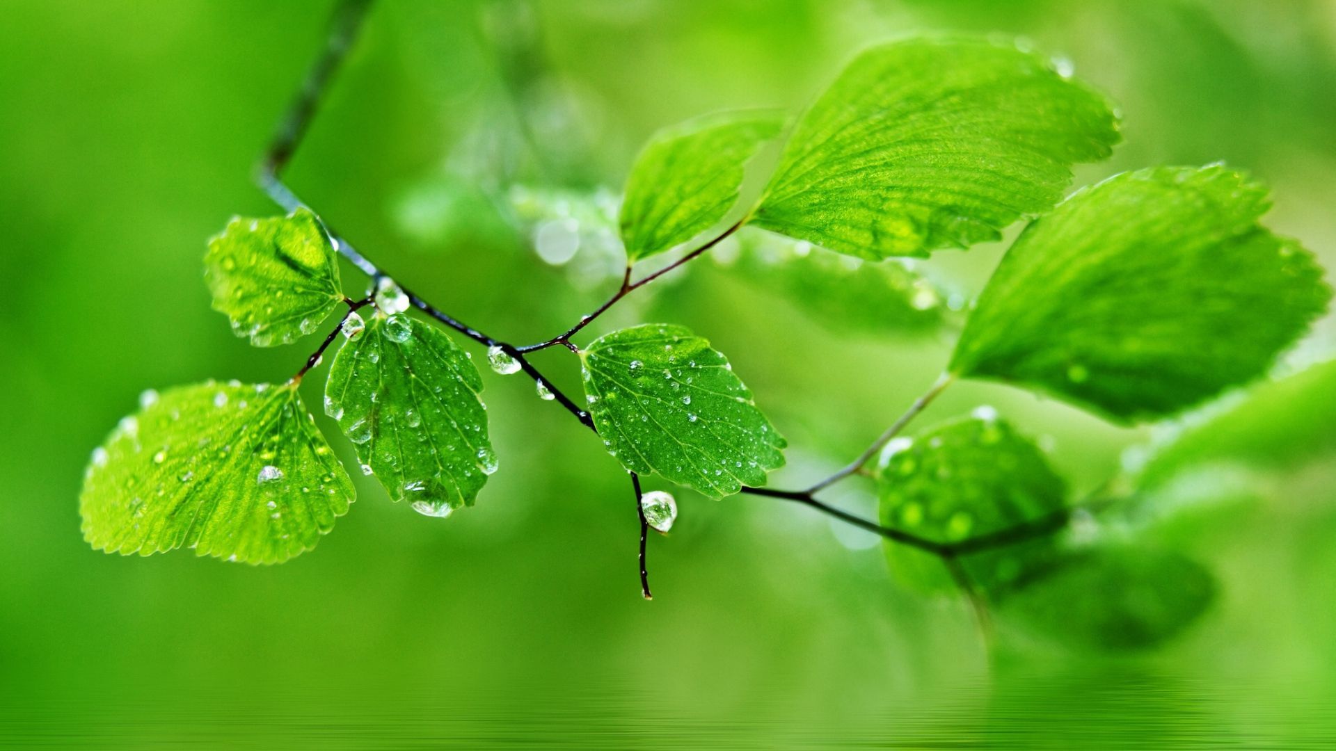 Detail Wallpaper Hd Green Nature Nomer 5