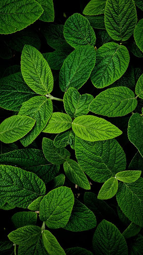 Detail Wallpaper Hd Green Nature Nomer 49