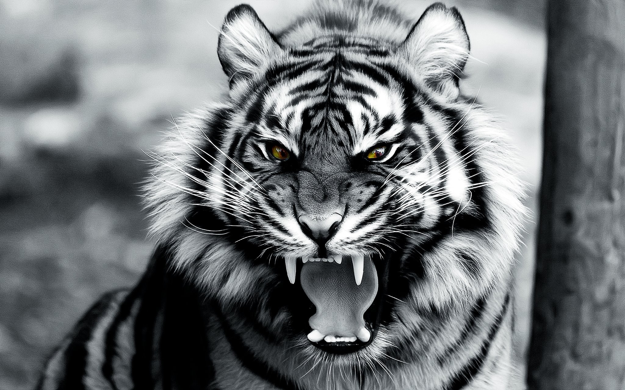 Detail Wallpaper Hd Harimau Nomer 20