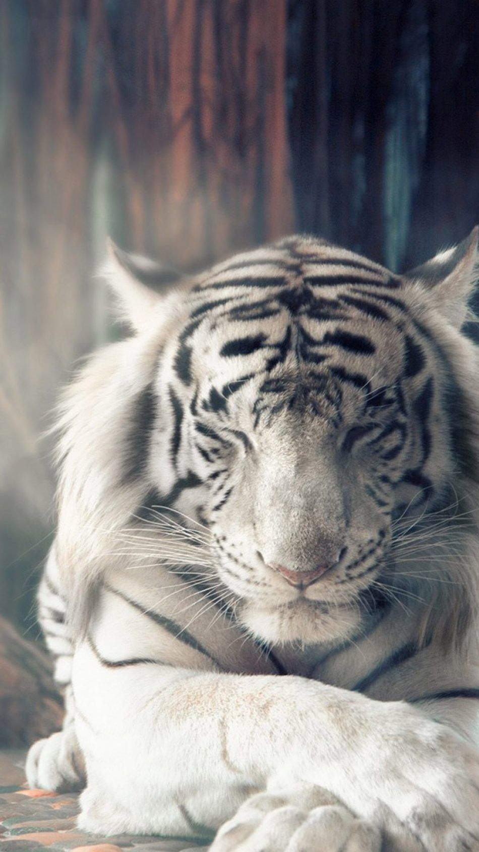 Detail Wallpaper Hd Harimau Nomer 23