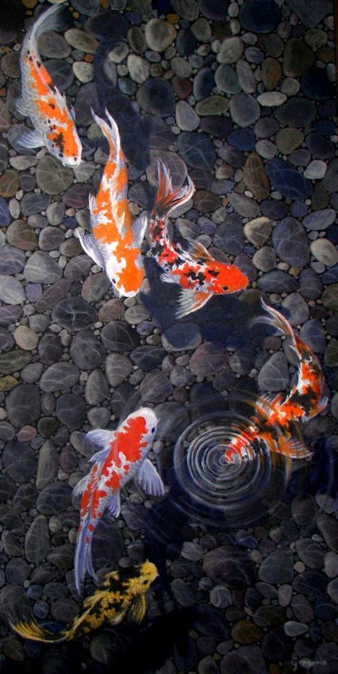 Detail Wallpaper Hd Ikan Koi Nomer 2