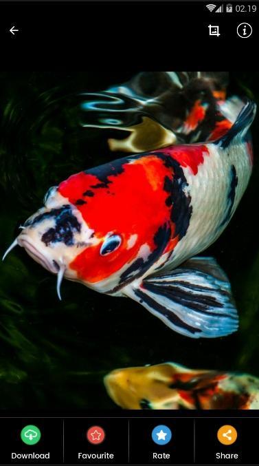 Detail Wallpaper Hd Ikan Koi Nomer 38