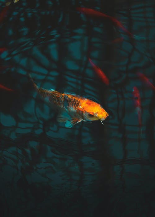 Detail Wallpaper Hd Ikan Koi Nomer 8