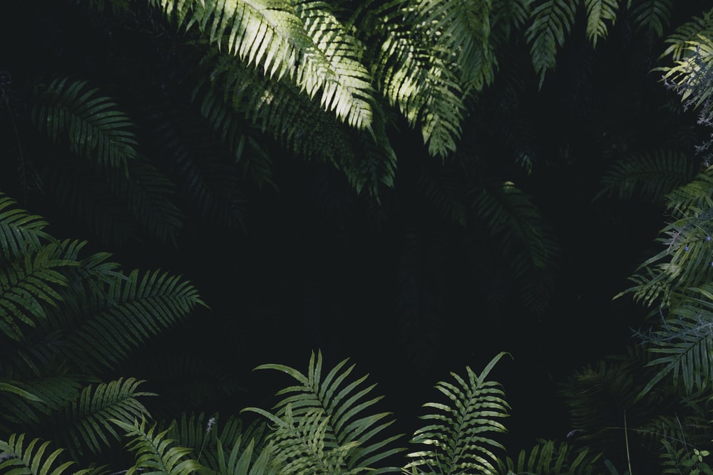 Wallpaper Hd Jungle - KibrisPDR