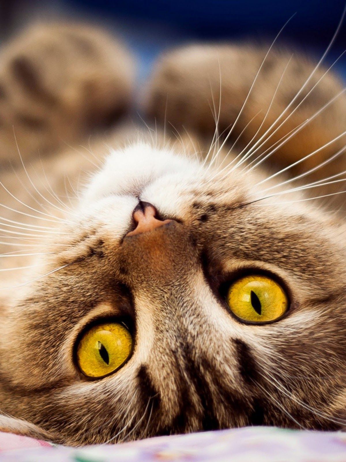 Detail Wallpaper Hd Kucing Lucu Nomer 3