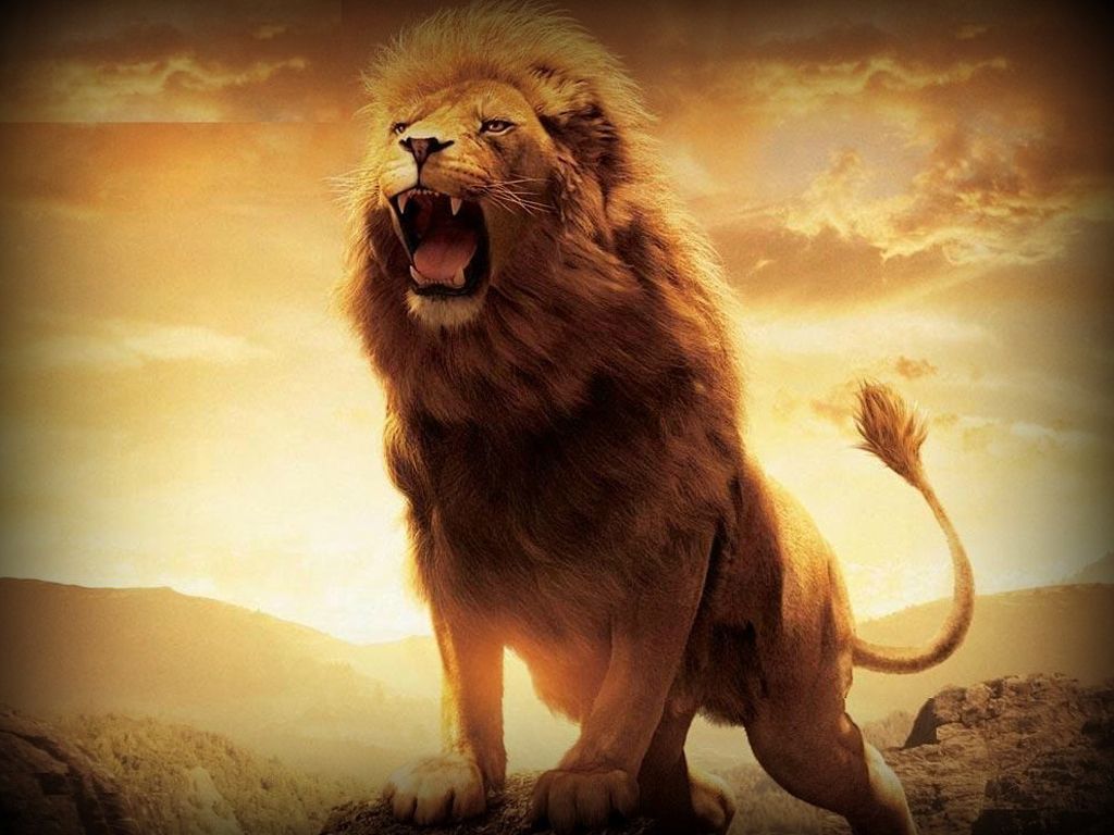 Detail Wallpaper Hd Lion Nomer 19